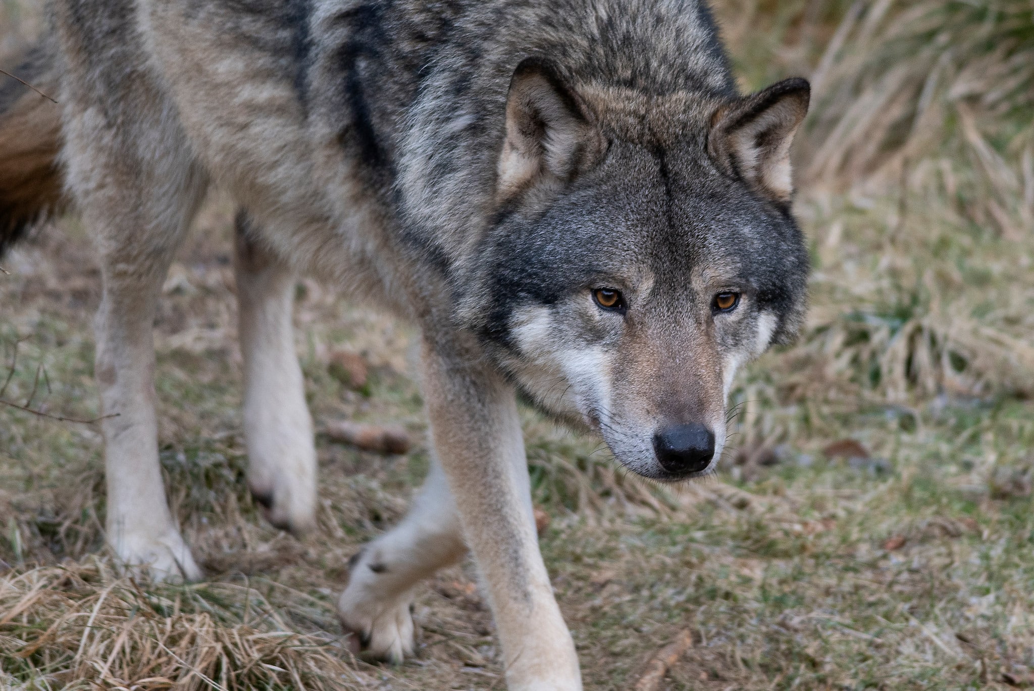 En fårägare beviljas ersättning efter att varg dödat tre tackor.