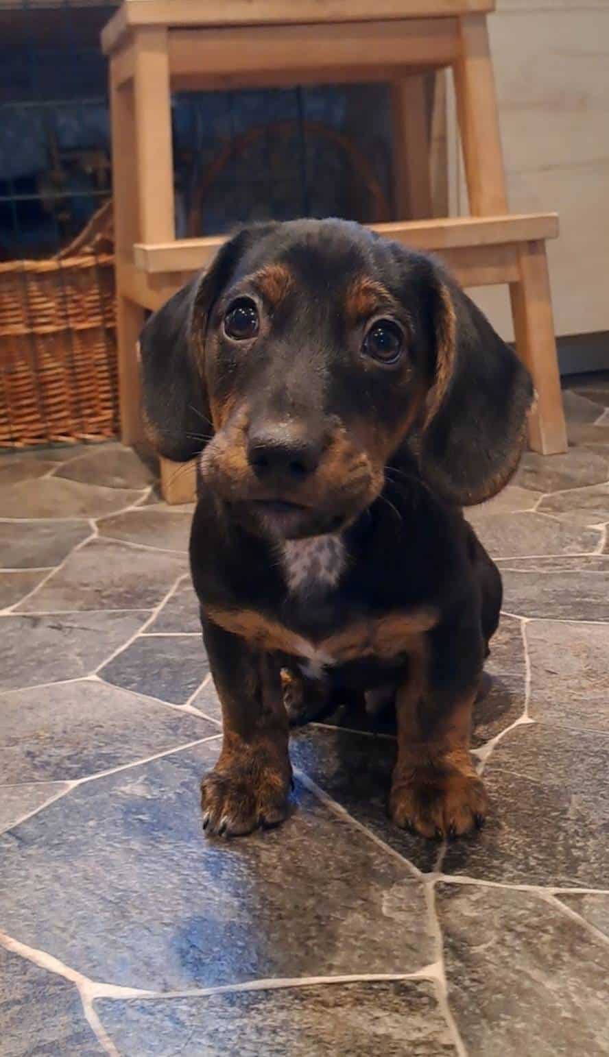 Drever/Smålandsstövare