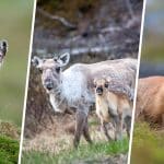 Länsstyrelsens beslut om skyddsjakt på rödräv för att skydda fjällräven överklagas av flera samebyar som anser att vajornas kalvning kan störas. Foto: Kenneth Johansson, Lars-Henrik Andersson & Kjell-Erik Moseid