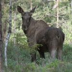 Det kan knappast ha undgått någon vad som var på gång och vad som faktiskt hände när älgen för första gången hamnade på rödlistan, skriver debattören.