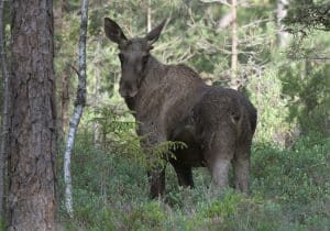 Det kan knappast ha undgått någon vad som var på gång och vad som faktiskt hände när älgen för första gången hamnade på rödlistan, skriver debattören.
