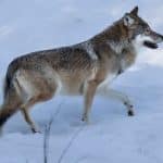 Vargstammen kan ha minskat i landet. Det visar preliminära resultat från den avslutade inventeringen.