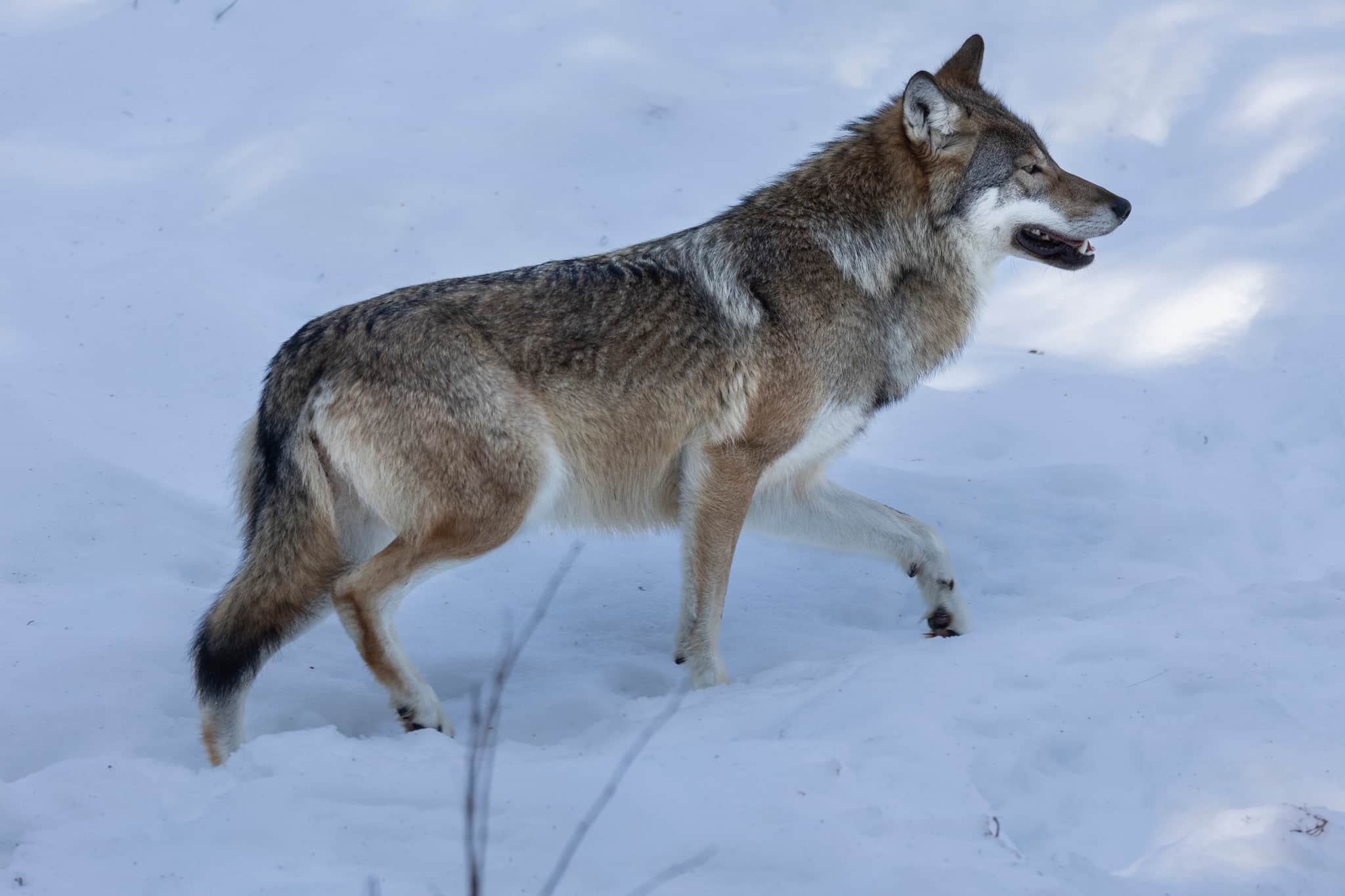 Vargstammen kan ha minskat i landet. Det visar preliminära resultat från den avslutade inventeringen.