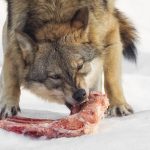 Ge vargarna mat – lägg ut åtlar. Vi använder redan metoden för andra arter. Det kan låta kontroversiellt, men det är biologiskt logiskt, skriver debattören.