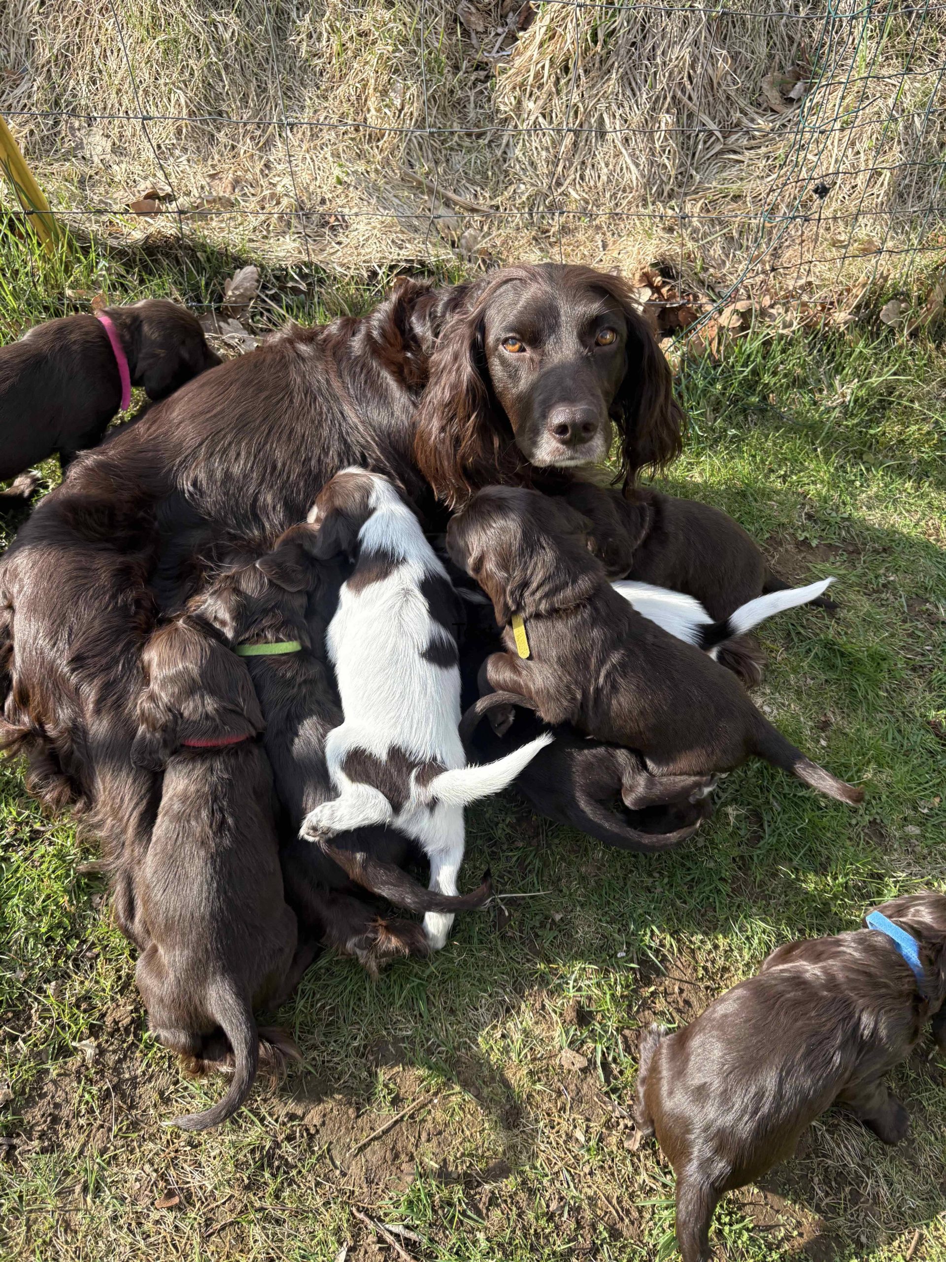 WACHTELVALPAR OTINGADE