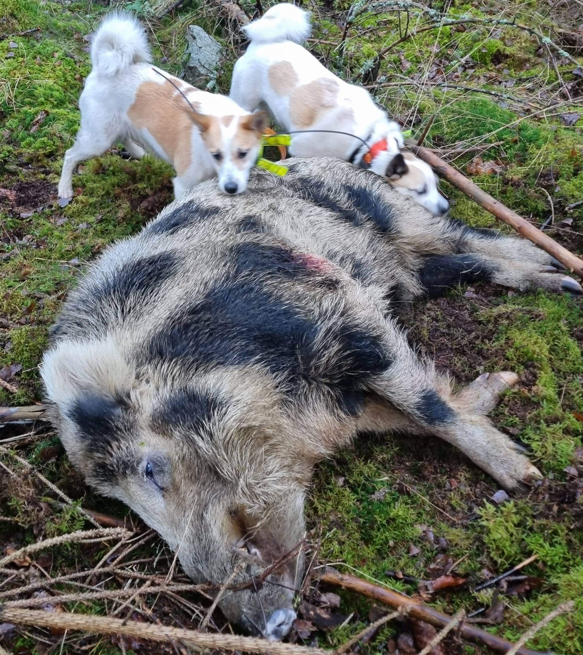 Norrbottenspets Valpar
