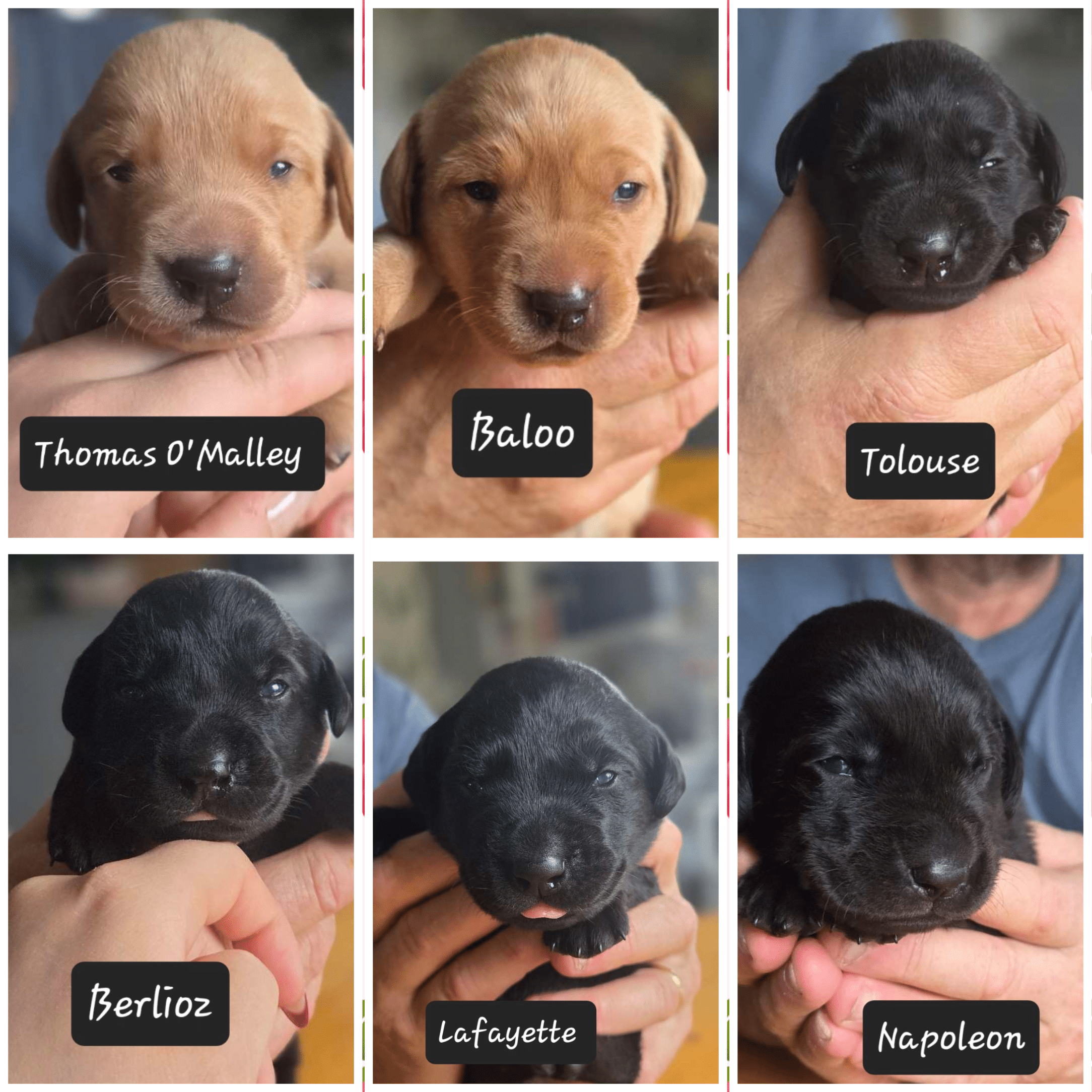 Labradorvalpar hanar