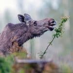 Avhandlingen efterlyser en mer lokalt anpassad viltförvaltning där hänsyn tas både till virkesproduktion och biologisk mångfald.