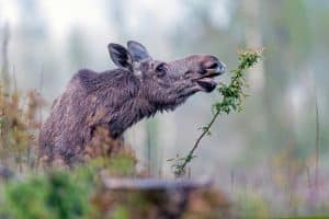 Avhandlingen efterlyser en mer lokalt anpassad viltförvaltning där hänsyn tas både till virkesproduktion och biologisk mångfald.