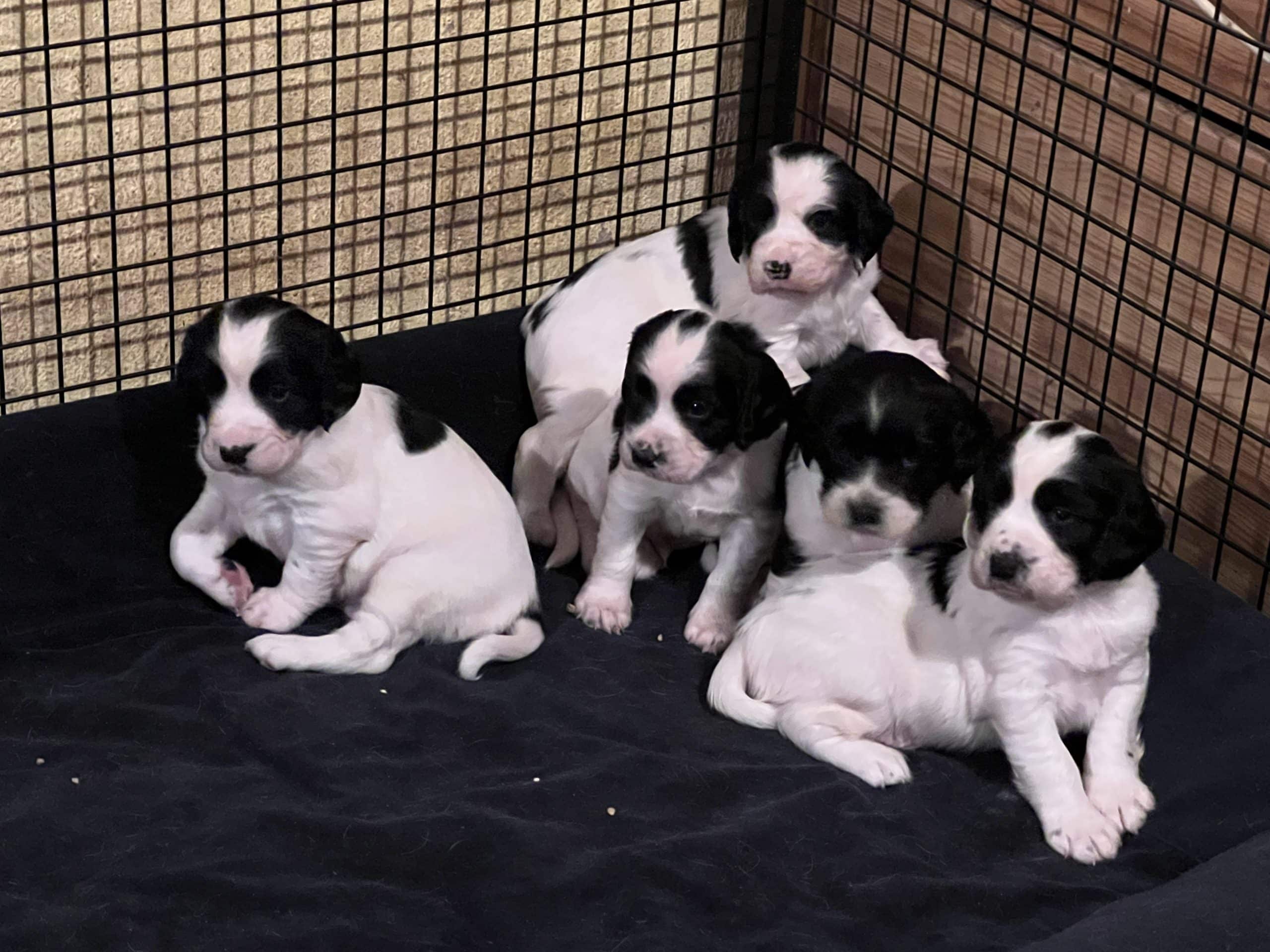 Eng Springer Spaniel - VALP