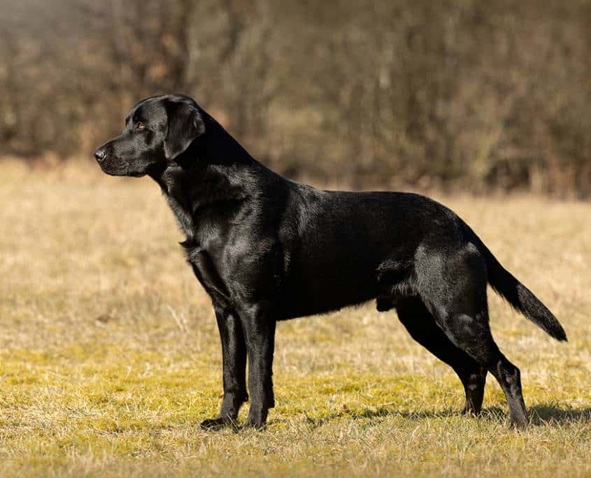 Jaktlabradorvalpar väntas