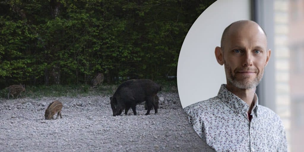 LRF tycker att Socialdemokraternas utspel om en radikal minskning av vildsvinsstammen är bra. Förbundet vill bland annat det inte ska räknas som jaktbrott att skjuta kultingförande suggor. Foto: Per Jonson & Kate Gabor