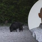 LRF tycker att Socialdemokraternas utspel om en radikal minskning av vildsvinsstammen är bra. Förbundet vill bland annat det inte ska räknas som jaktbrott att skjuta kultingförande suggor. Foto: Per Jonson & Kate Gabor