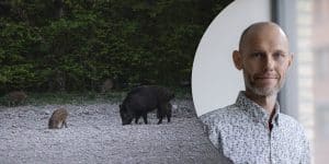 LRF tycker att Socialdemokraternas utspel om en radikal minskning av vildsvinsstammen är bra. Förbundet vill bland annat det inte ska räknas som jaktbrott att skjuta kultingförande suggor. Foto: Per Jonson & Kate Gabor