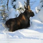 Naturvårdsverket föreslår att älgkalvar som skadar tall i ungskog ska få skyddsjagas på eget initiativ från den 1 februari till och med den 15 april.