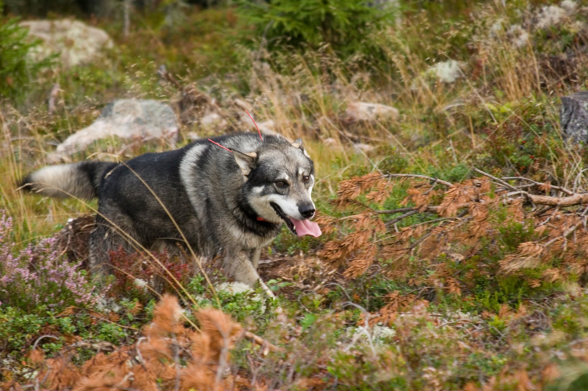 Enligt förslag ska kronhind med kalv få jagas med älghundar i september i de norra delarna av landet.