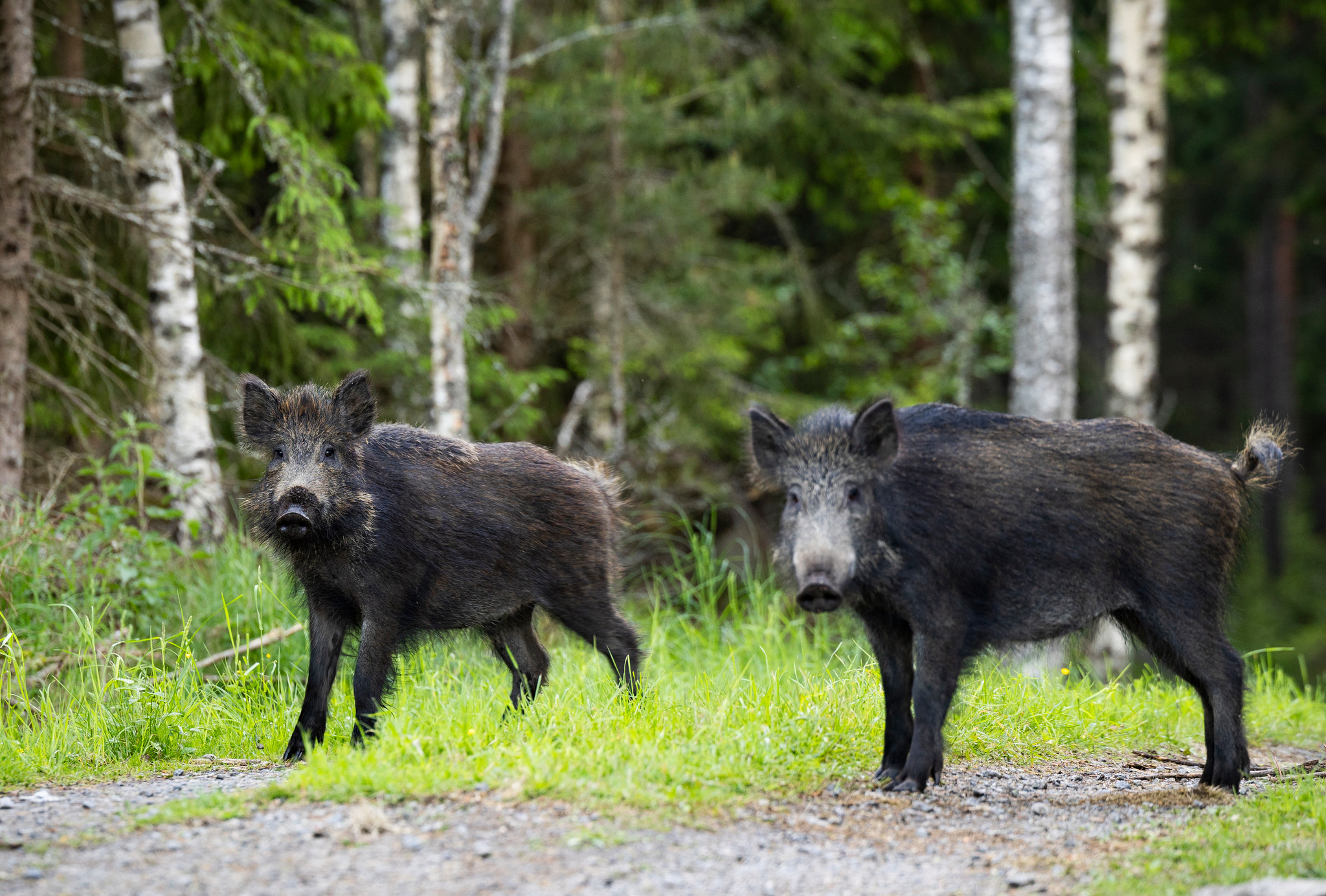 Premiären för vildsvinsjakt med hund kan senareläggas, enligt ett förslag från Naturvårdsverket.