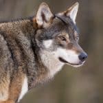 En insamling till den jägare som dömts efter att ha skjutit en varg som var på väg mot en jakthund har hittills samlat in över 170 000 kronor.