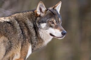 En insamling till den jägare som dömts efter att ha skjutit en varg som var på väg mot en jakthund har hittills samlat in över 170 000 kronor.