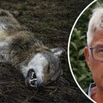 Erik Wilsson, filosofie doktor i etologi och före detta utbildningschef för statens hundskola.