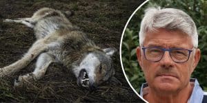 Erik Wilsson, filosofie doktor i etologi och före detta utbildningschef för statens hundskola.