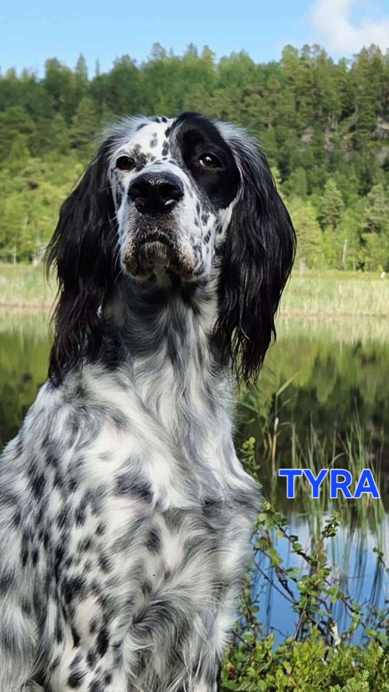 Engelska settervalpar