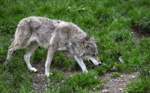 En varg har skjutits på skyddsjakt i Skåne.