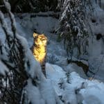 Inventering visar att lodjursstammen växer.