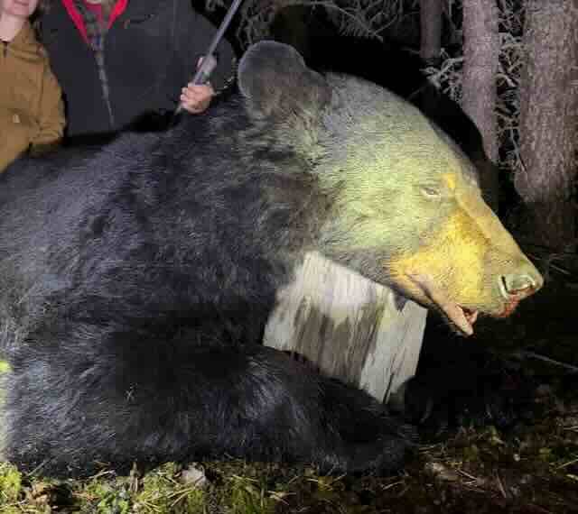 Paket - älg och björnjakt i norr Alberta Kanada Sept/Okt 2026