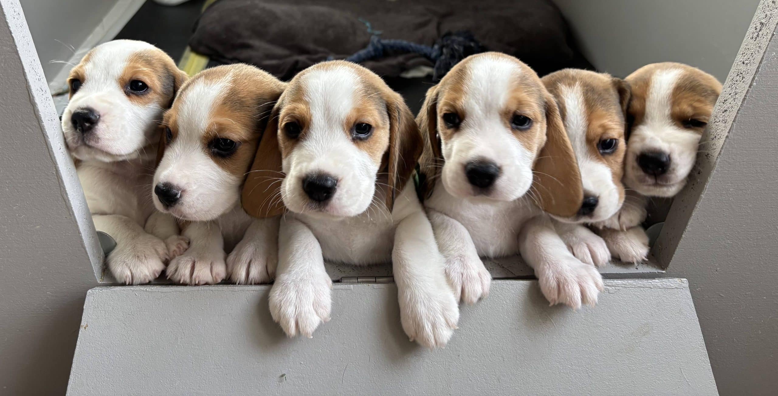 Beaglevalpar säljes