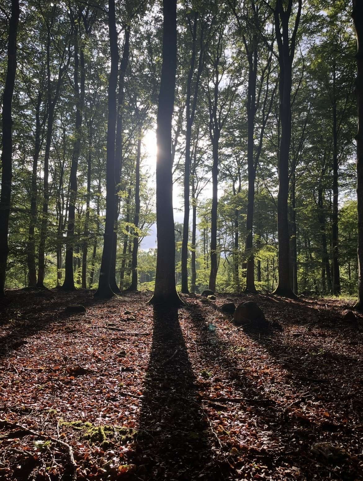 Trevligt jaktarrende på 11 ha i Sjöbo kommun