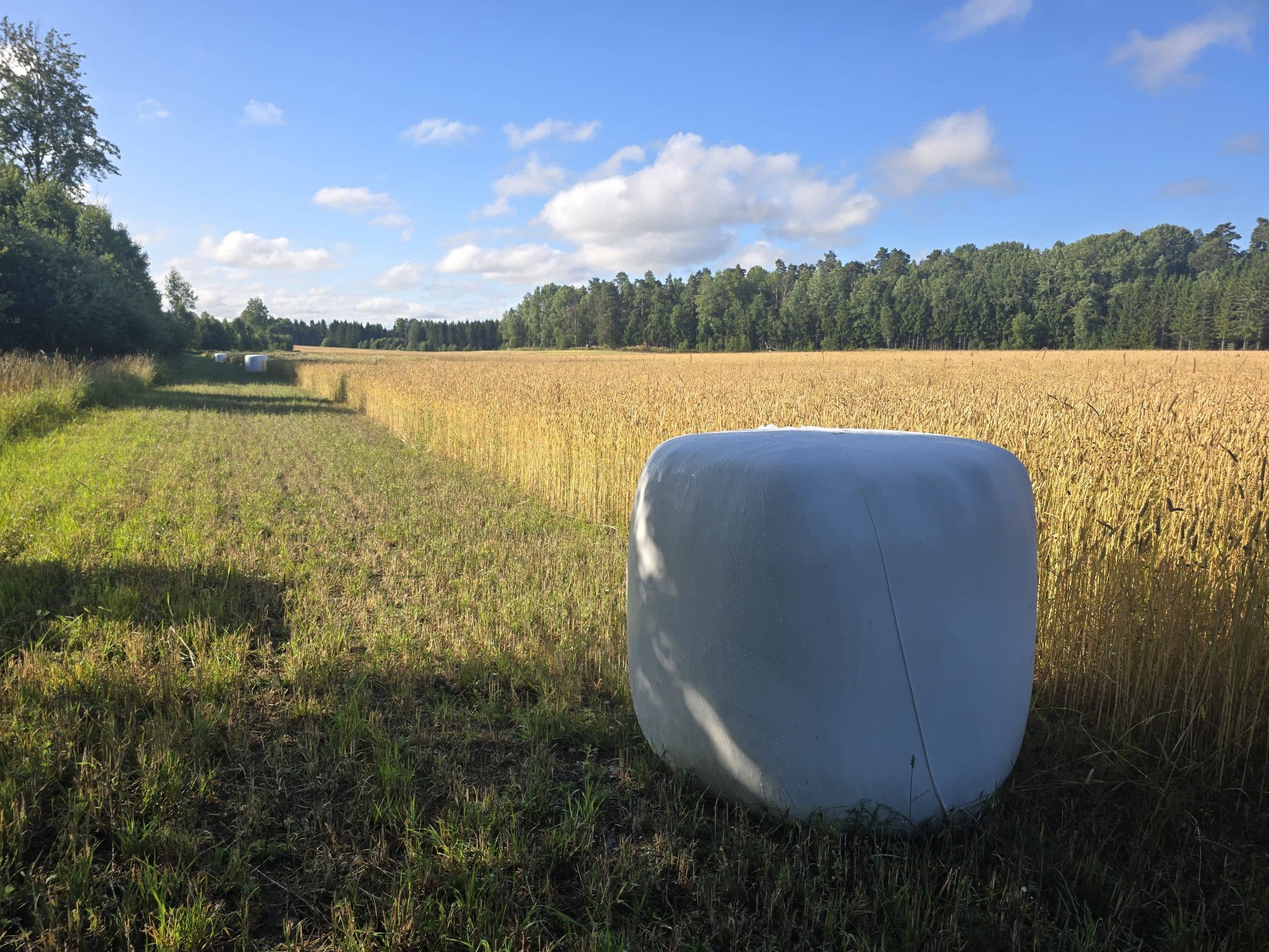 Helsädesensilage