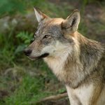 Tio män har dömts till fängelsestraff för illegal vargjakt. Nu överklagar norska Ekobrottsmyndigheten domarna.