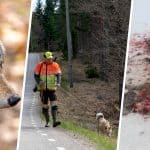 Älgjakten ställs in och trafikeftersöken försvåras betänkligt. Vargsituationen är nu akut inom stora delar av Örebro län. Foto: Mostphotos & Martin Källberg