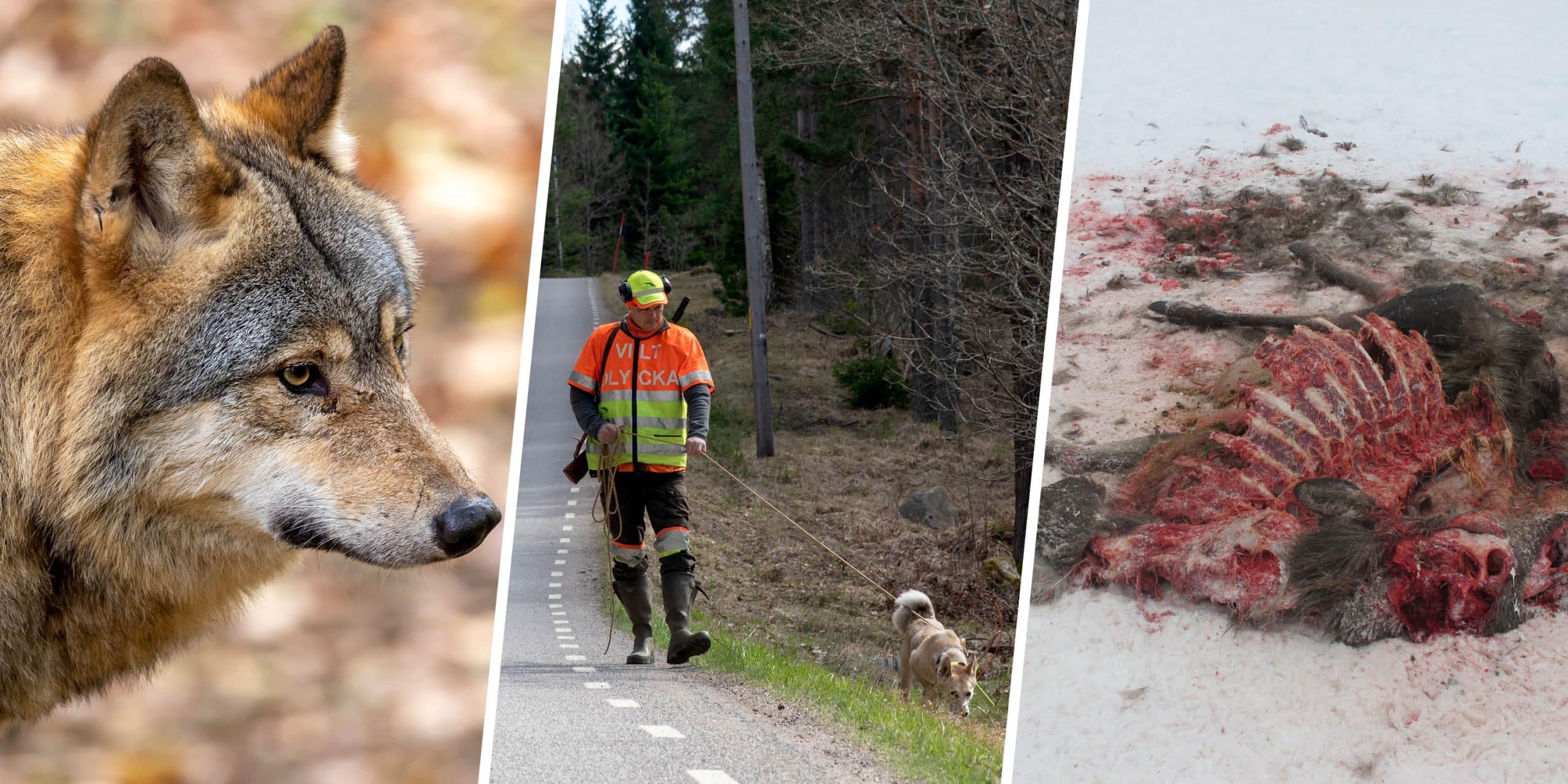 Älgjakten ställs in och trafikeftersöken försvåras betänkligt. Vargsituationen är nu akut inom stora delar av Örebro län. Foto: Mostphotos & Martin Källberg