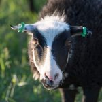 Tre tackor har dödats av varg i Halland.