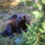 Tio järvar får fällas under årets licensjakt i Jämtland.