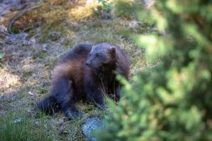Tio järvar får fällas under årets licensjakt i Jämtland.