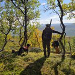 På grund av oenighet inom Tidöpartierna tillsätts ingen ny utredning av Rennäringslagen innan valet. Foto: Olle Olsson