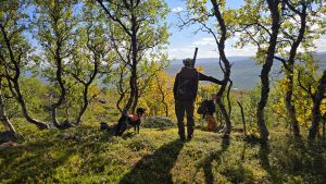 På grund av oenighet inom Tidöpartierna tillsätts ingen ny utredning av Rennäringslagen innan valet. Foto: Olle Olsson