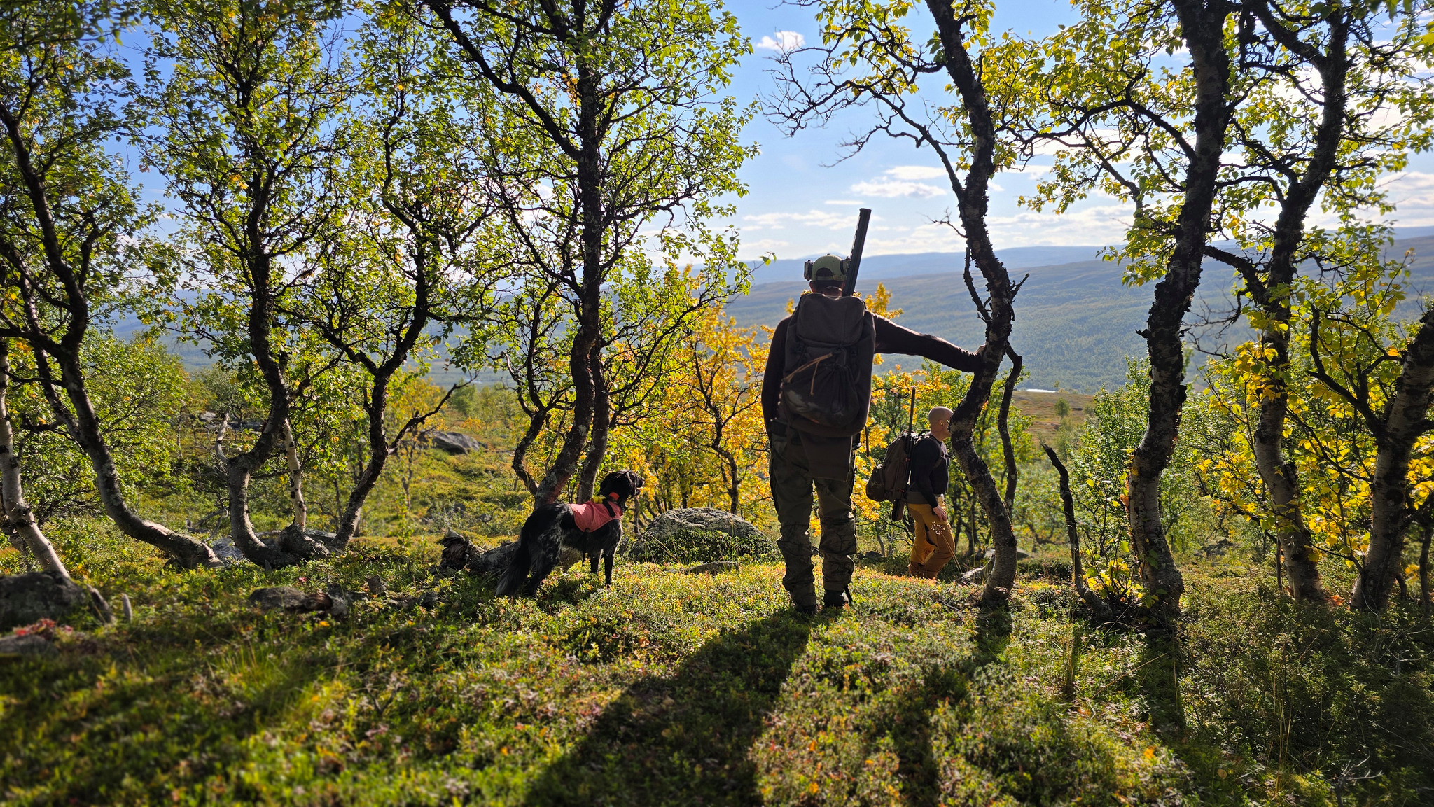 På grund av oenighet inom Tidöpartierna tillsätts ingen ny utredning av Rennäringslagen innan valet. Foto: Olle Olsson