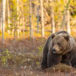 Björnjakten är avslutad för i år inom Norrbottens delområde 1.