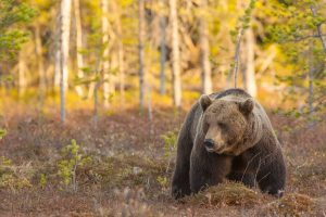 Björnjakten är avslutad för i år inom Norrbottens delområde 1.