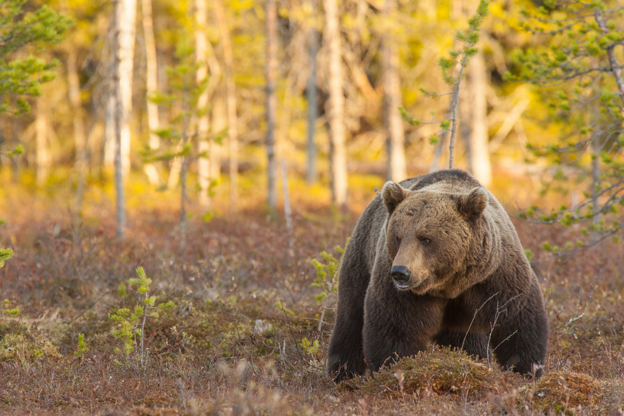 Björnjakten är avslutad för i år inom Norrbottens delområde 1.