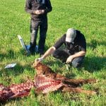 Länsstyrelsen fanns på plats på torsdagsförmiddagen för att besikta det dödade ungdjuret. Foto: Ola Karlsson