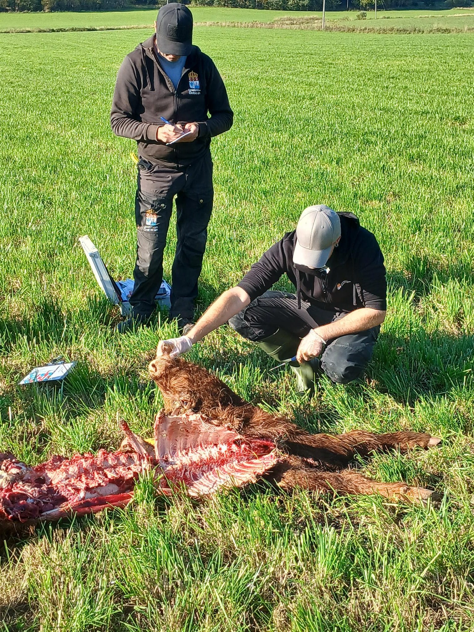 Länsstyrelsen fanns på plats på torsdagsförmiddagen för att besikta det dödade ungdjuret. Foto: Ola Karlsson