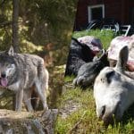 Vi är många som reagerar starkt på att länsstyrelsens tjänstemän, som är allmänhetens företrädare, censurerar information om rovdjursattacker, skriver debattörerna.