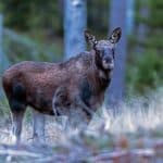 Naturvårdsverket upphäver beslut om älgförvaltningsplan.