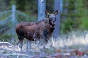 Naturvårdsverket upphäver beslut om älgförvaltningsplan.