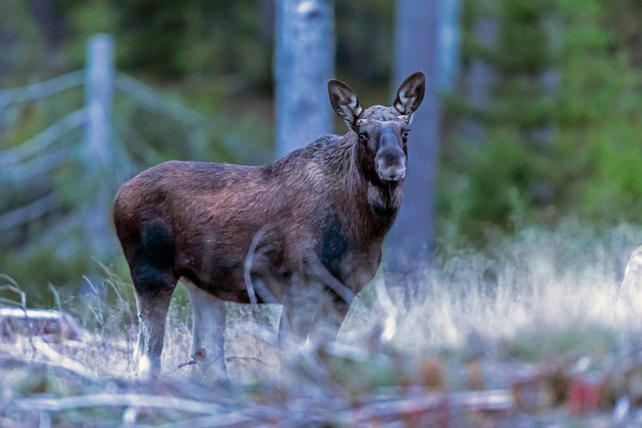 Naturvårdsverket upphäver beslut om älgförvaltningsplan.